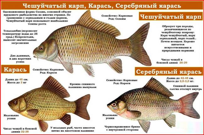 Виды рыб из семейства карповых Семейство карповых