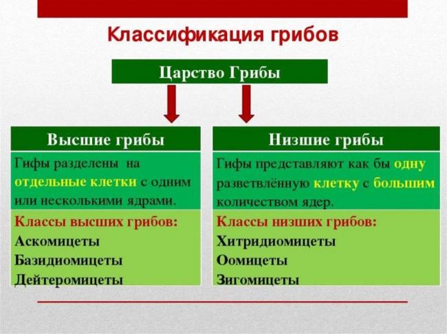 Строение грибов - презентация онлайн