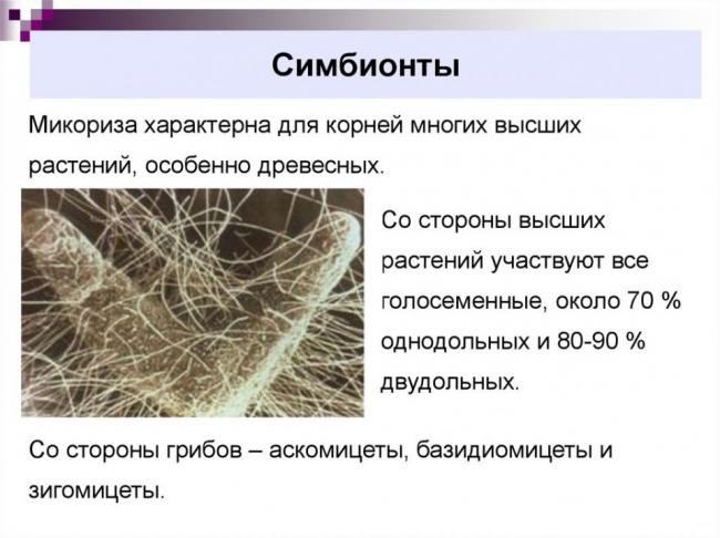 Микориза (корень гриба) - презентация онлайн