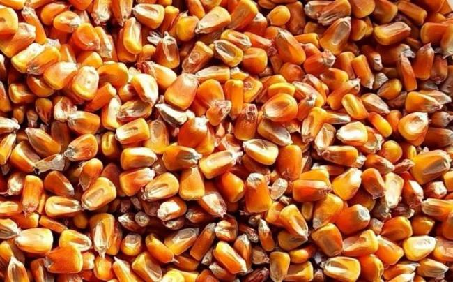 Высушенные зерна кукурузы Сухие зерна кукурузы