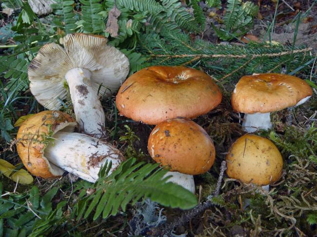 Рассул серебристый (Russula decolorans): фото и описание