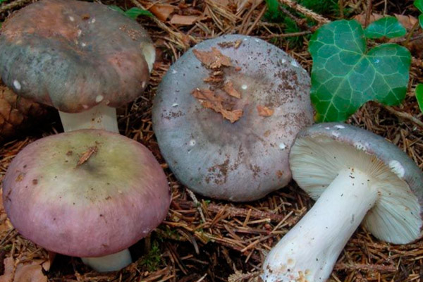 Голубая и желтая Russula cyanoxantha - AgroFlora.ru