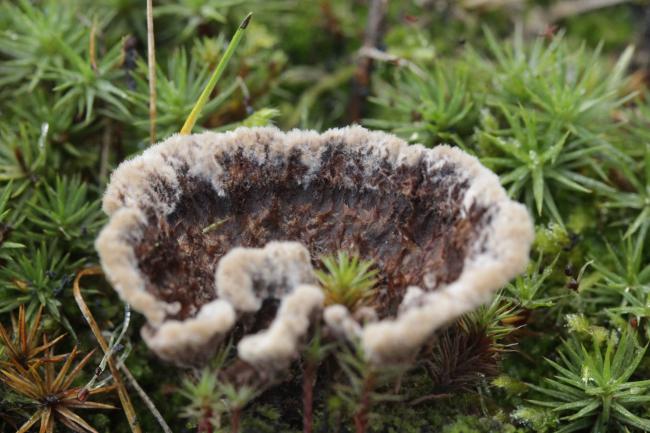 Гриб Thelephora terrestris