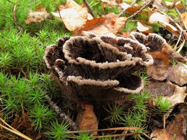 Гриб Thelephora terrestris