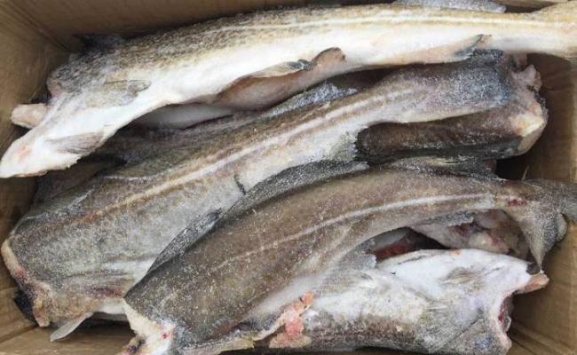 Замороженные тушки трески Треска для мангала