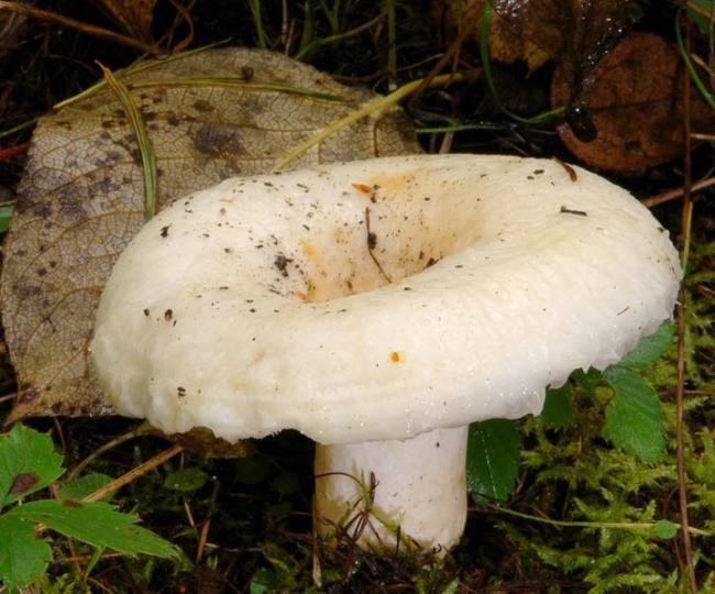 Как вкусно приготовить грузди в томатной заливке на зиму