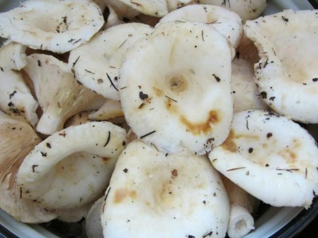 Как вкусно приготовить жареные грузди на сковороде