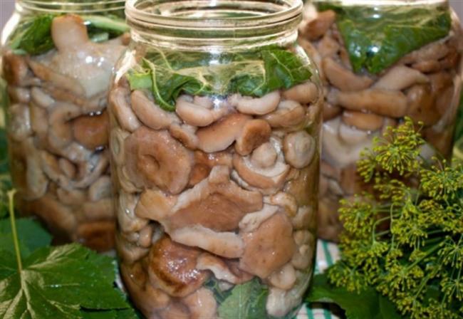 Как мариновать грибы на зиму в банках с уксусом
