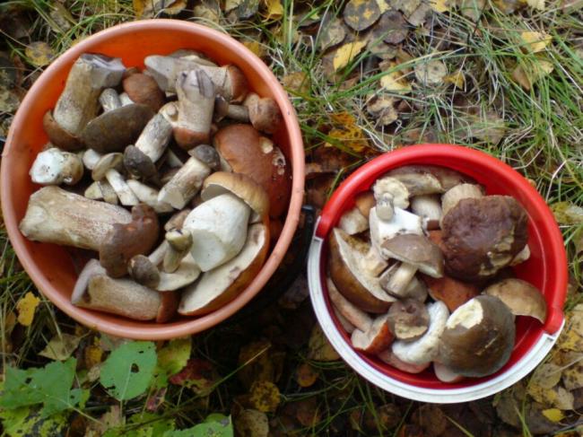 Как праильно мариновать подосиновики, подберезовики и белые грибы