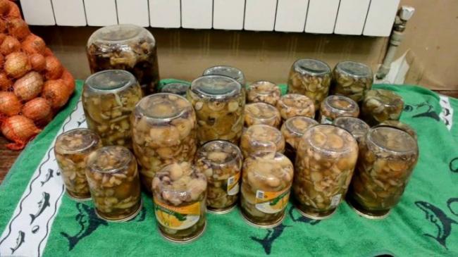 Можно ли есть грибы моховик