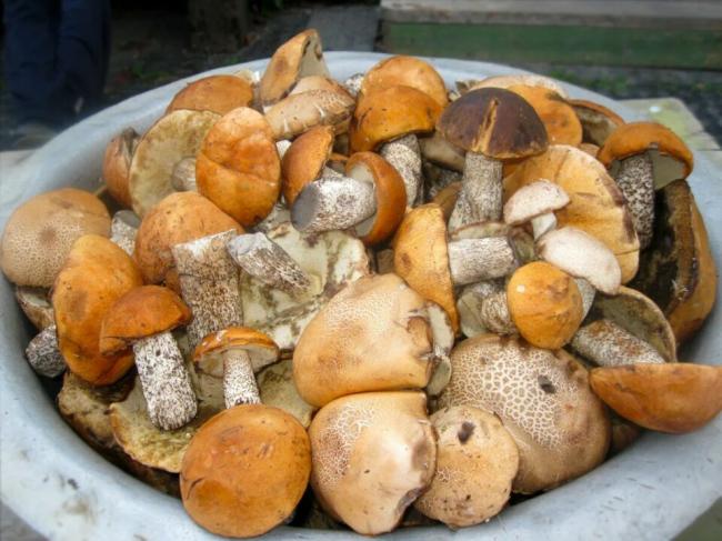 Как вкусно посолить подосиновики в домашних условиях