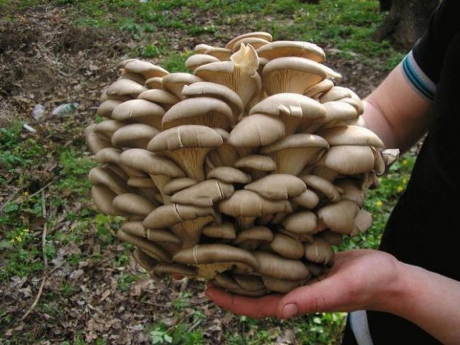 Можно ли замораживать вешенки сырыми в морозилке