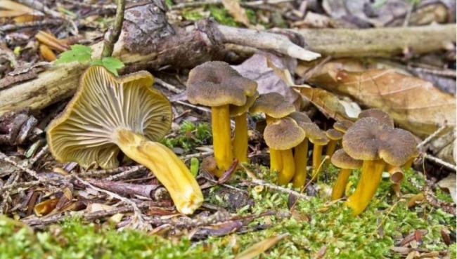 Семейство Лисичковые (Cantharellaceae)