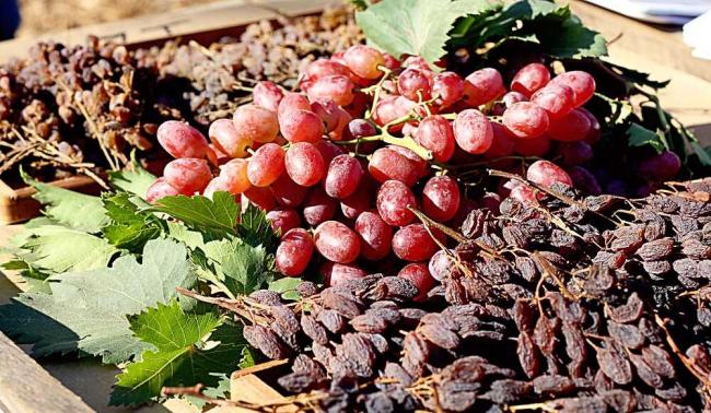 Сушка винограда под солнцем Виноград лежит на солнце