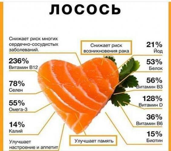 Полезные свойства семги Польза семги
