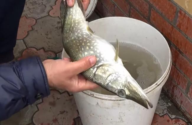 Щуку вымачивают в воде после засолки  Щуку вымачивают в воде