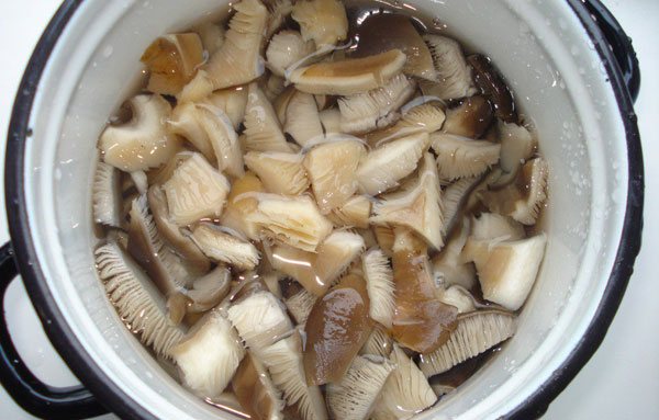 Как просто, быстро и вкусно засолить вешенки на зиму в банке?