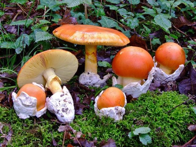 Шафран плавающий (Saffron, Amanita crocea): как выглядит, где и как растет, съедобен ли