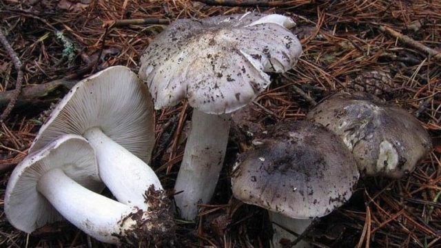 Как приготовить грибы рядовки на зиму