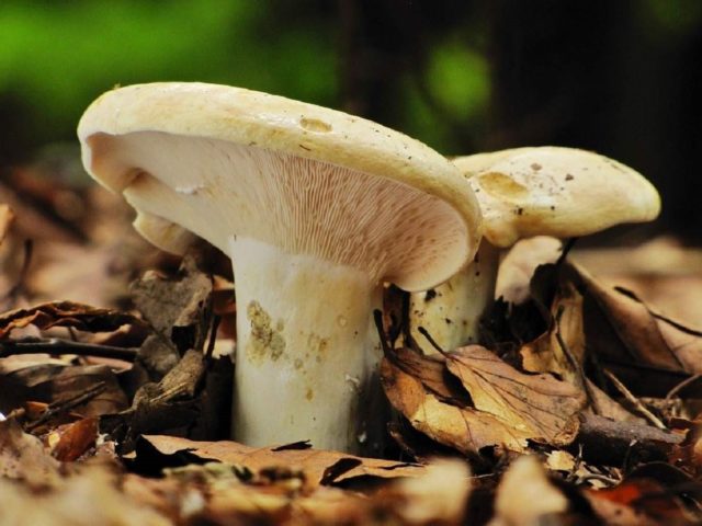 Друф (Lactarius glaucescens): как его готовить, как он выглядит, где и как растет, съедобен ли он