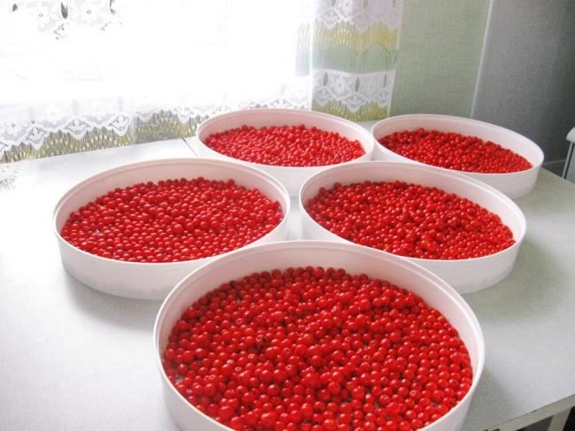 Сушка кизила на воздухе Ягоды кизила в белых мисках на столе