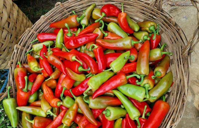 Корзина с перцем сорта «Пасилья» Зеленый и красный перцы пасилья