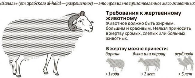 Требования к жертвенному животному Животное и халяль